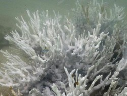 80% Terumbu Karang Memutih, Dampaknya Sampai Raja Ampat