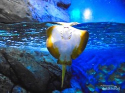 Eksotisme 5 Biota Laut Dalam di S.E.A. Aquarium Singapore