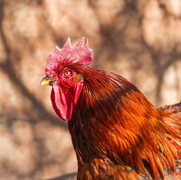 Kenapa Ayam Selalu Bangun dan Berkokok di Pagi Hari? Ternyata Ini Alasannya...