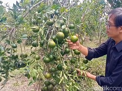 Cuan dari Kebun Jeruk Siam di Desa Mengwi