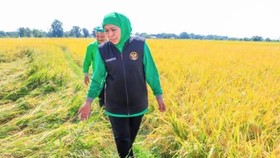 Jatim Sumbang 25% Laju Tanam Padi Nasional, Perkuat Ketahanan Pangan