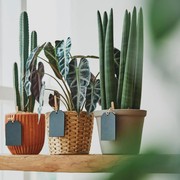 5 Tanaman Hias Paling Mahal di Dunia, Ada yang Terjual Rp3 Miliar!