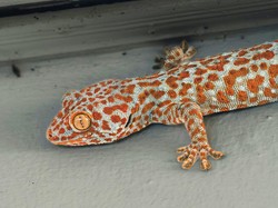 Kenapa Ada Tokek di Rumah? Bisa Jadi Ini Penyebabnya