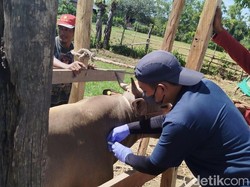 17.534 Hewan Ternak di Sulsel Terjangkit PMK, 6.892 Ekor Sembuh-35 Mati