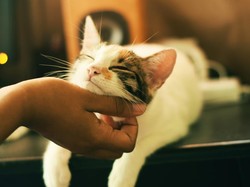 Kenapa Kucing Mendengkur Saat Dielus? Ini 5 Alasannya