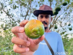 Diserang Jamur Batang, Produksi Jeruk Banyuwangi Terancam Anjlok 95%