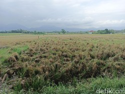 Panen Raya Terhambat, 60% Padi Dibiarkan gegara kekurangan Tenaga Tebas