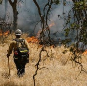 Kebakaran Hutan Landa Israel Akibat Cuaca Ekstrem