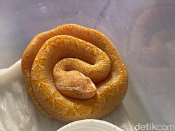 Cerita Warga Banjarnegara Sukses Budi Daya Ular Ranjau Darat Albino