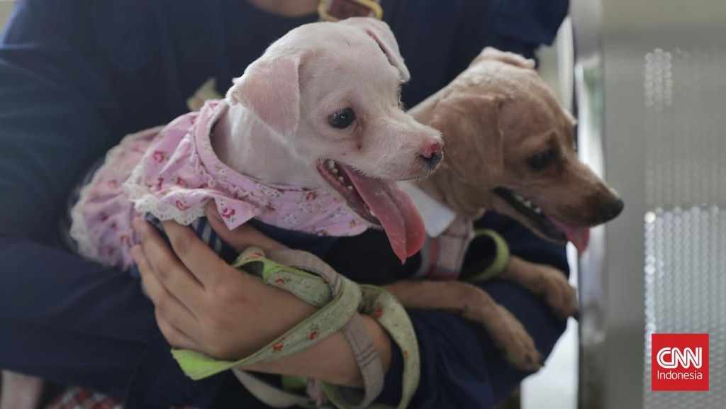 Tarif dan Cara Bawa Hewan Peliharaan Naik Kereta Saat Mudik Lebaran