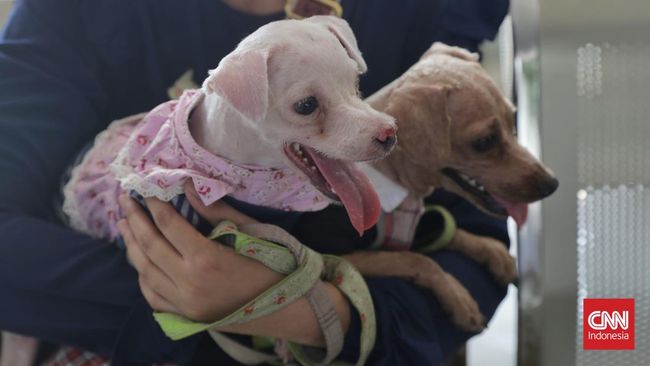 Telapak kaki bisa memberikan petunjuk soal kondisi kesehatan anjing.