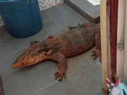 Biawak Raksasa Masuk Rumah di Depok, Tak Terbayang Betapa Kagetnya Warga