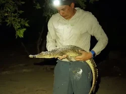 Ilmuwan Temukan 2 Spesies Baru Buaya, Sempat Disangka Buaya Amerika