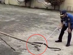 King Cobra Makan Piton di Halaman Rumah Warga Sidrap