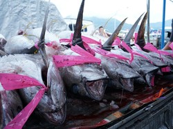 Organisasi Tuna Dunia Wajibkan Kapal Penangkap Pakai VMS