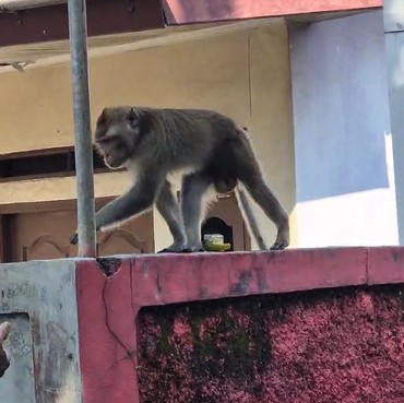 Konten Makan Daging Monyet Viral di Media Sosial, Ini Risiko Kesehatan yang Mengintai