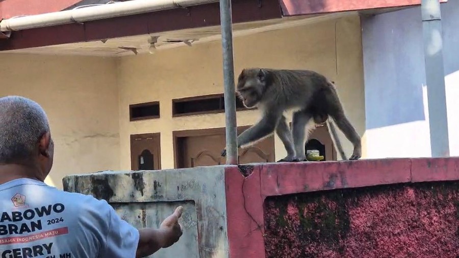 Monyet Lepas Berkeliaran di Tapos Depok