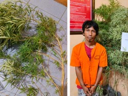 Tanam Ganja untuk Konsumsi Harian, Pria di Kampar Ditangkap!