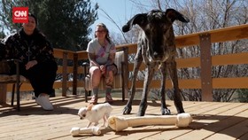 VIDEO: Melihat Kencan Anjing Tertinggi dan Terpendek di Dunia