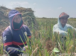 Obrolan dengan Pasutri Petani Indramayu di Hari Buruh