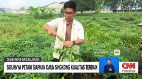 VIDEO: Sehari Menjadi Petani Daun Singkong
