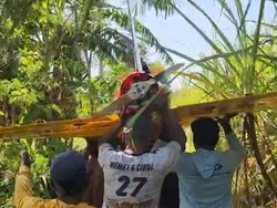 Drone Banshee Pusdik Arhanud TNI AD Jatuh ke Kebun Tebu Lumajang Saat Latihan