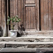 5 Tanaman yang Tidak Boleh Diletakkan di Pintu Masuk Rumah, Menurut Feng Shui