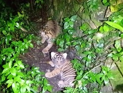 Potret 2 Anak Harimau Sumatera Lahir di Sanctuary Barumun