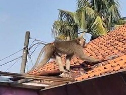 Girangnya Warga Depok Usai Monyet Meresahkan Ditangkap