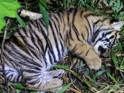Sedih, Bayi Harimau Sumatera Mati di Taman Margasatwa Bukittinggi karena Malnutrisi