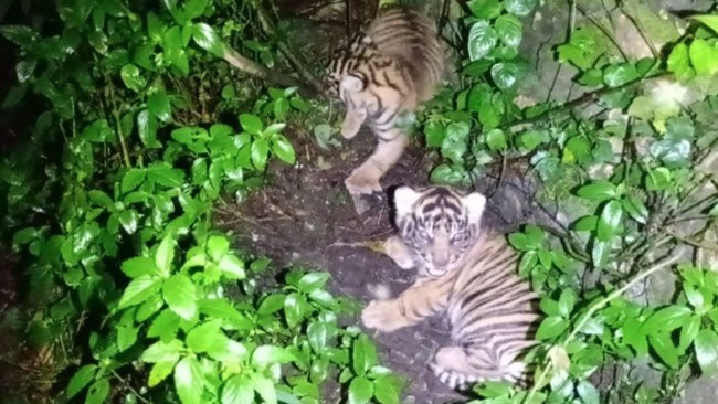 Kemenhut Umumkan Kelahiran Dua Bayi Harimau Sumatra Nunuk dan Ninik Kemenhut mengumumkan kelahiran dua anak Harimau Sumatra di Sumatera Utara pada 26 Januari lalu. Keduanya diberi nama Nunuk dan Ninik.