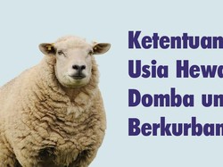 Ketentuan Usia Hewan Domba untuk Berkurban