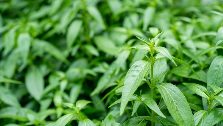 Fresh herbal plant leaves Andrographis paniculata. Fah Talai jhon.