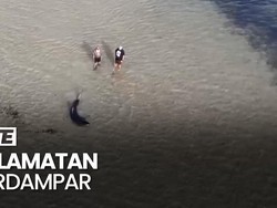 Video Aksi Ayah-Anak Selamatkan Hiu Terdampar di Pesisir Australia
