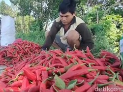 Harga Cabai di Brebes Anjlok Sampai Rp 6 Ribu Per Kg, Petani Menjerit