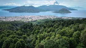 FOTO: Cengkeh Ternate Terancam Iklim Bumi yang Kian Panas