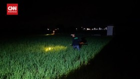 VIDEO: Serunya Sayembara Gropyokan, Berburu Tikus di Sawah