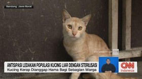 VIDEO: Antisipasi Ledakan Populasi Kucing Liar dengan Sterilisasi