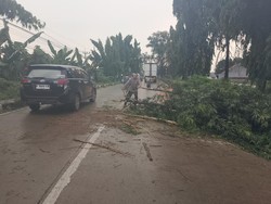 Gerak Cepat Evakuasi Pohon Tumbang Rintangi Jalur Babat-Widang