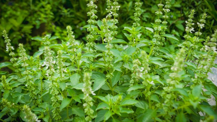 Basil tree or Ocimum sanctum as a herbal plant