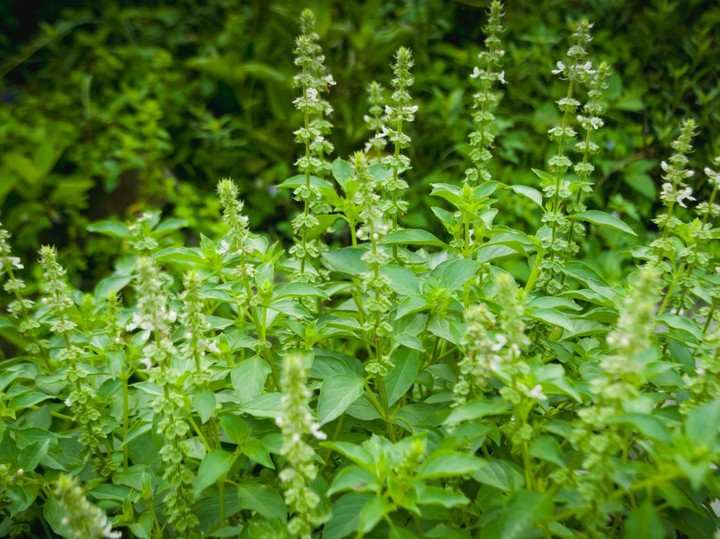 Ofisda semiz ayol bilan jinsiy aloqa