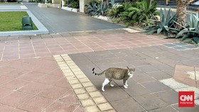 Cerita soal Yoso Cs, Kucing-kucing 'Penguasa Balai Kota Jakarta'