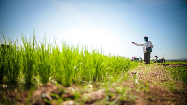 Petani Jawa Timur Paling Kaya? Ini Daerah yang Justru Merana
