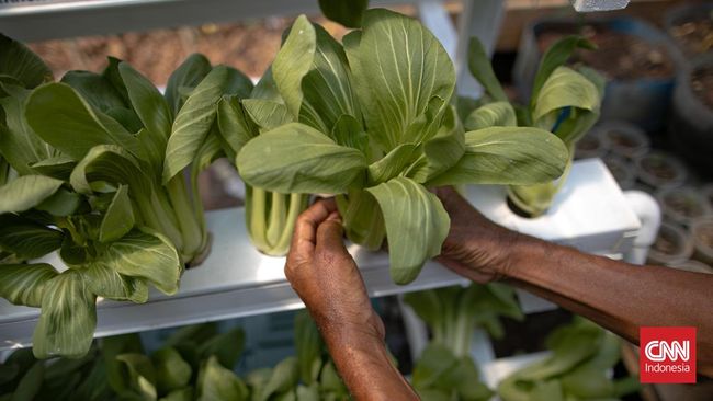 Area di sekitar rumah dapat dimanfaatkan untuk menanam aneka sayuran. Berikut tanaman sayuran yang cepat panen dan mudah untuk ditanam.