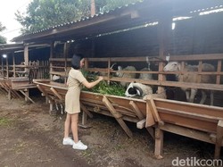 Pernah Viral Sewa SPG, Pedagang Kurban Bantul Kini Ajak Mahasiswi Jual Kambing