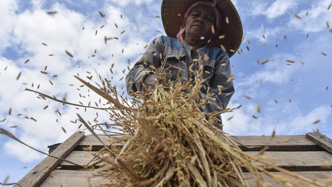 Perpadi memastikan harga gabah yang diterima penggilingan saat ini sudah berada di atas harga pembelian pemerintah (HPP) yakni Rp6.500 per kilogram (kg).