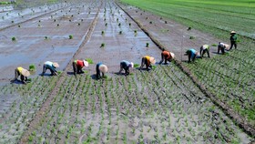 FOTO: Geliat Pertanian Diguyur Anggaran Ketahanan Pangan Rp115 T