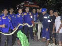 Ular Piton 3 Meter di Barru Ngumpet di Kolong Rumah Usai Diduga Mangsa Ayam