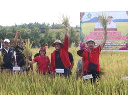 Subak Aseman Tabanan Panen Raya Padi Nutrizinc yang Bisa Cegah Stunting