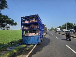 Truk Muatan Babi Kotori Sawah di Pantura, Polisi Turun Tangan